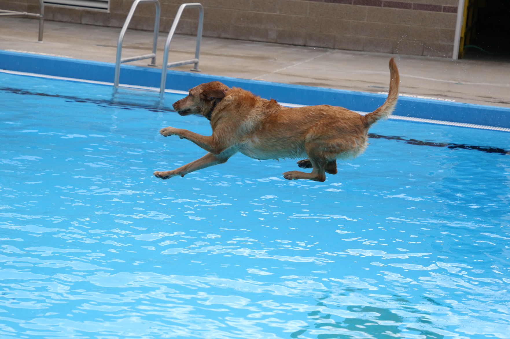 Dogs at the pool (37).JPG